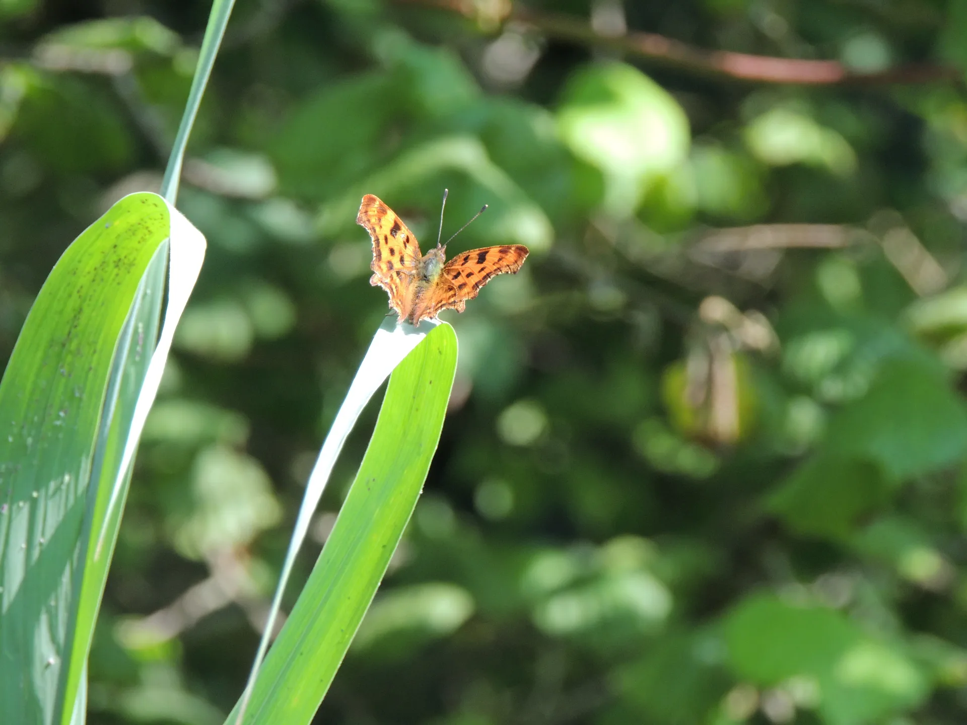 Papillon Robert le Diable au Marais de Chavannes