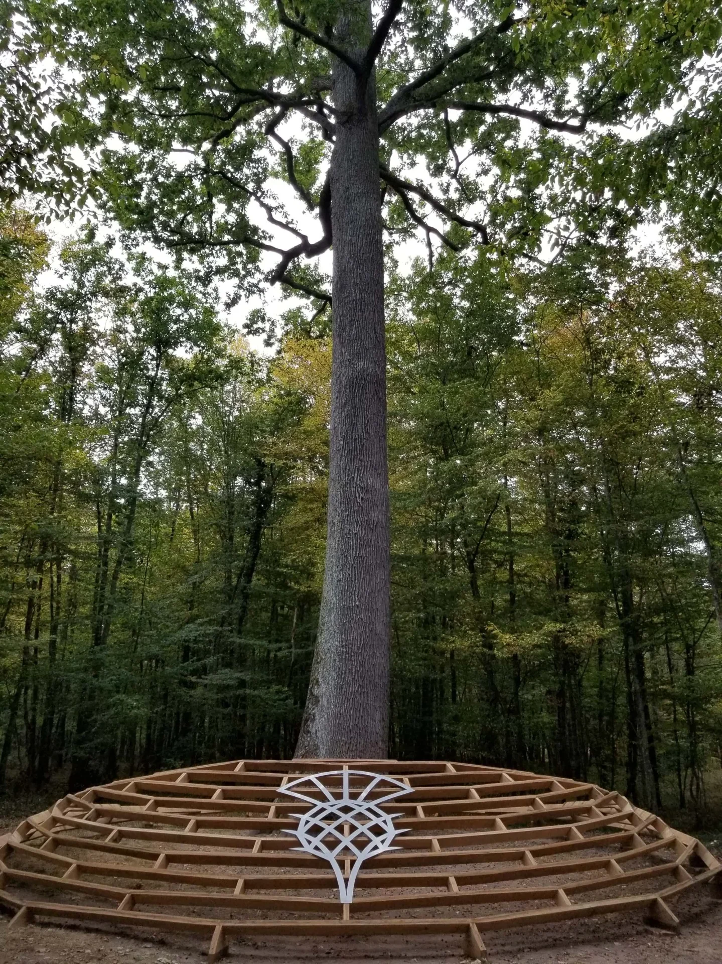 Forêt de tronçais