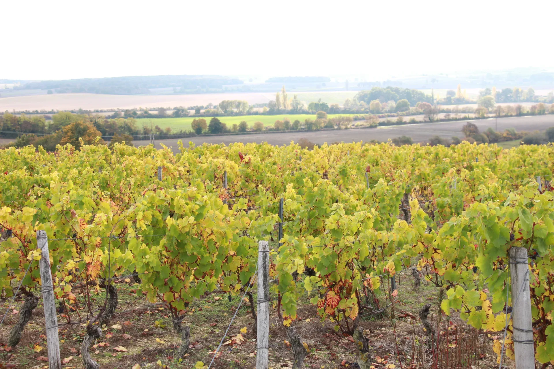 vignoble-de-Châteaumeillant