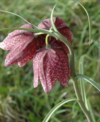 Fritillaires pintades aux Prairies de Beauvoir