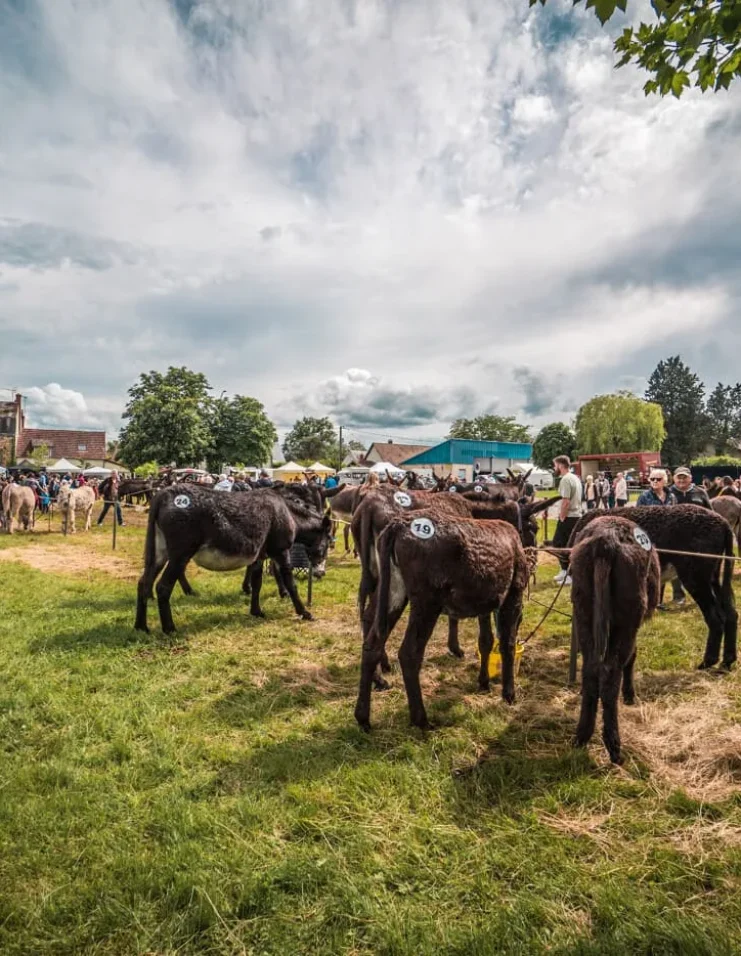 La foire aux ânes de Lignières