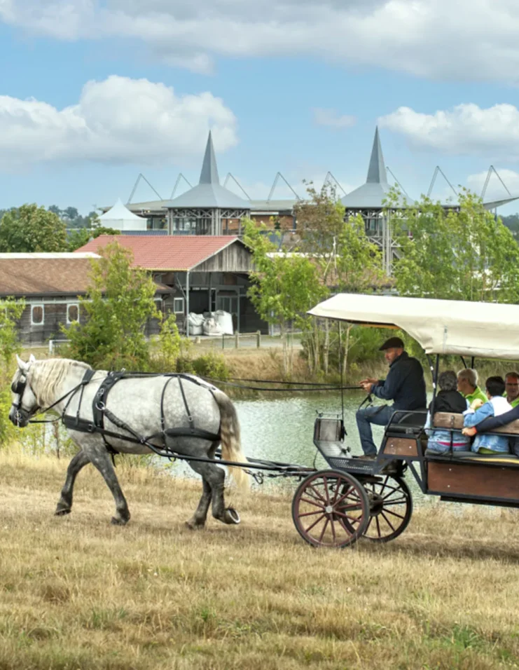 Balade en calèche au Pôle du Cheval et de l'Âne