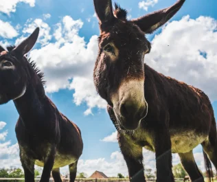 L'Âne Grand Noir du Berry
