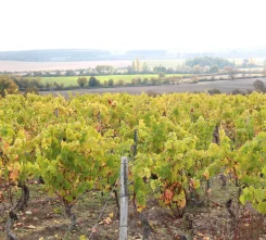vignoble-de-Châteaumeillant