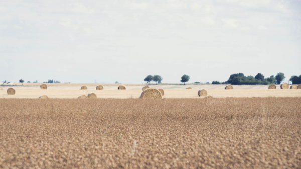 campagne-lignieres-berry