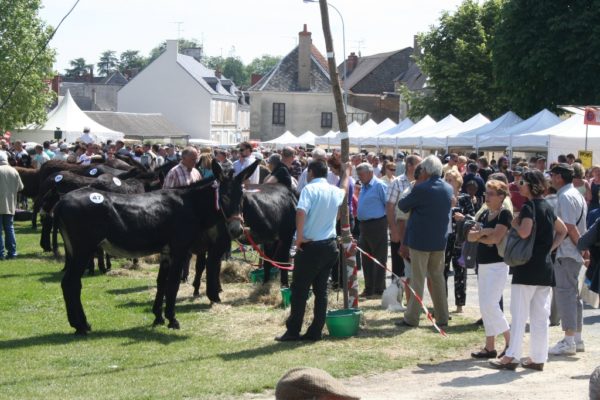 concours a la foire aux anes et aux mules de lignieres en berry 2013