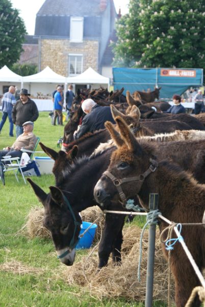 foire ane