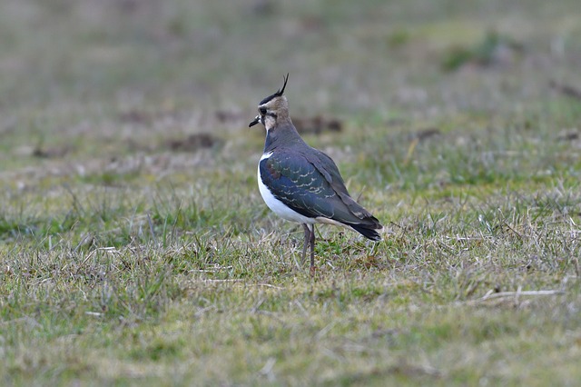 Abdy adore les oiseaux