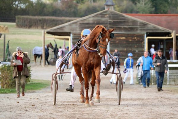 Les courses hippiques 2024