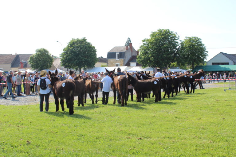 L’inoubliable Foire aux Ânes de Lignières