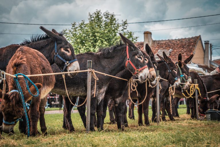 L’inoubliable Foire aux Ânes de Lignières