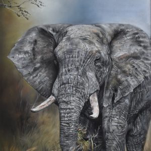 2024-01 Eléphant 3