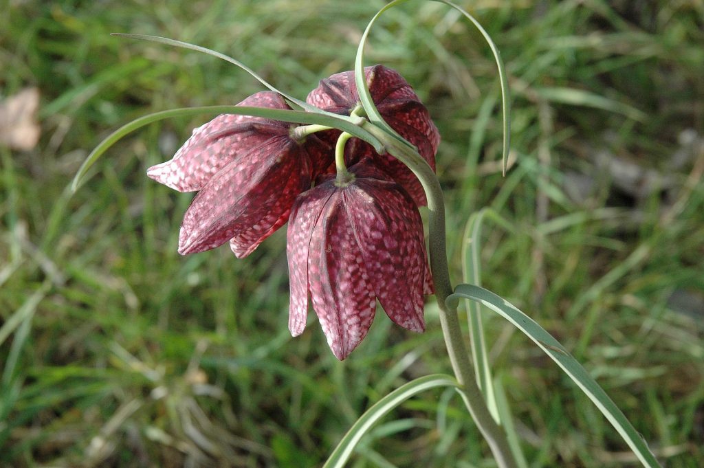 Fritillaire-pintade-beauvoir