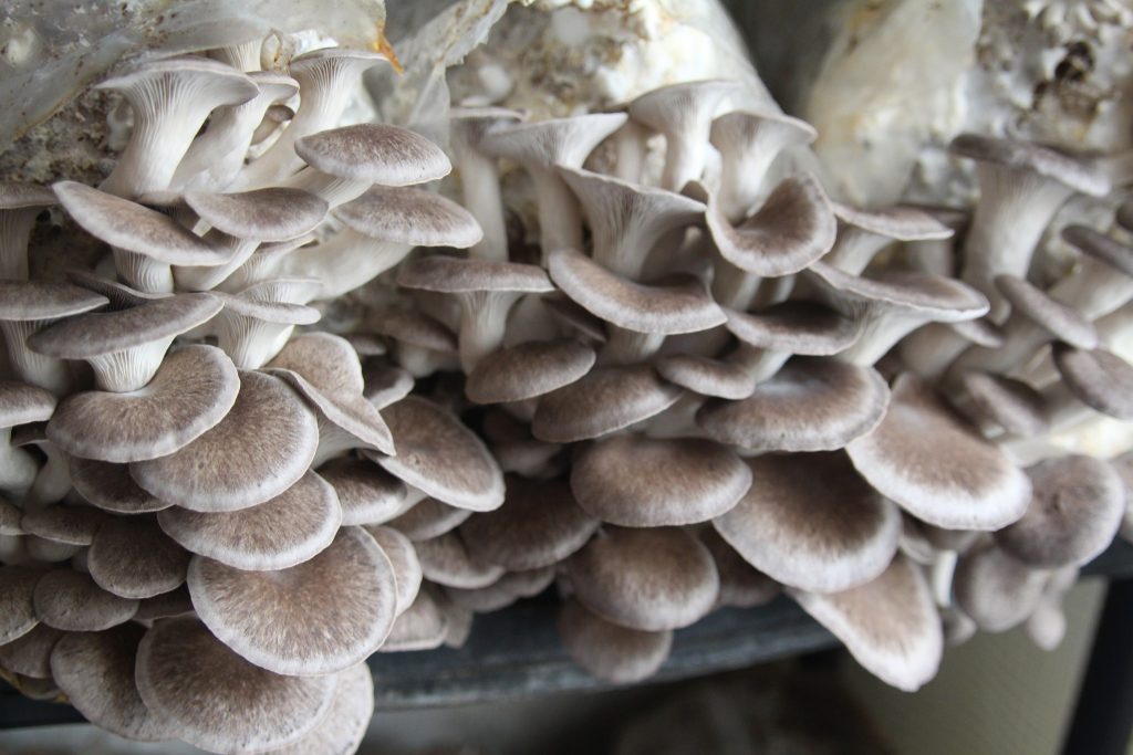 Les champignons de St Baudel
