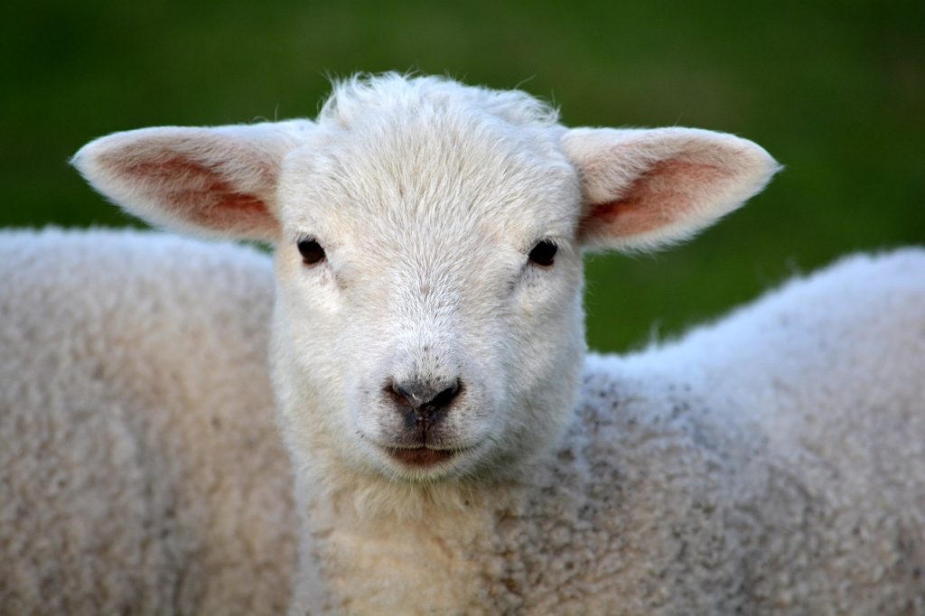 agneau animaux ferme