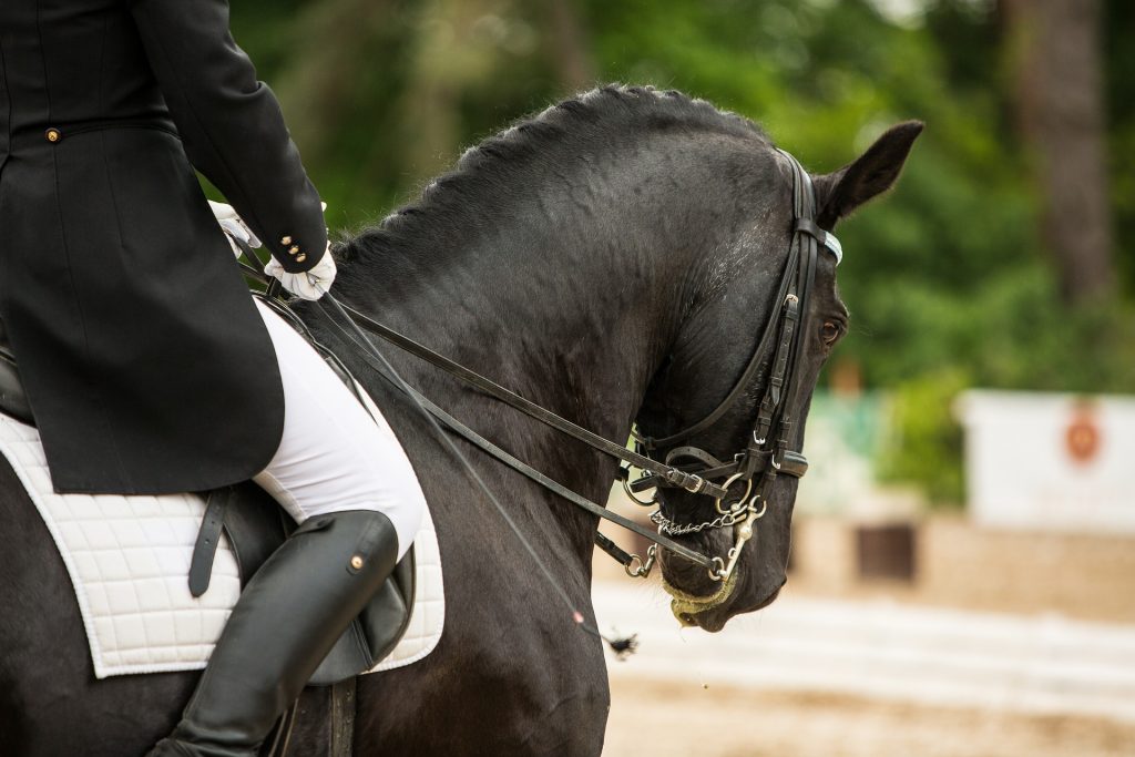 cheval cavalier dressage concours compétition équestre puce
