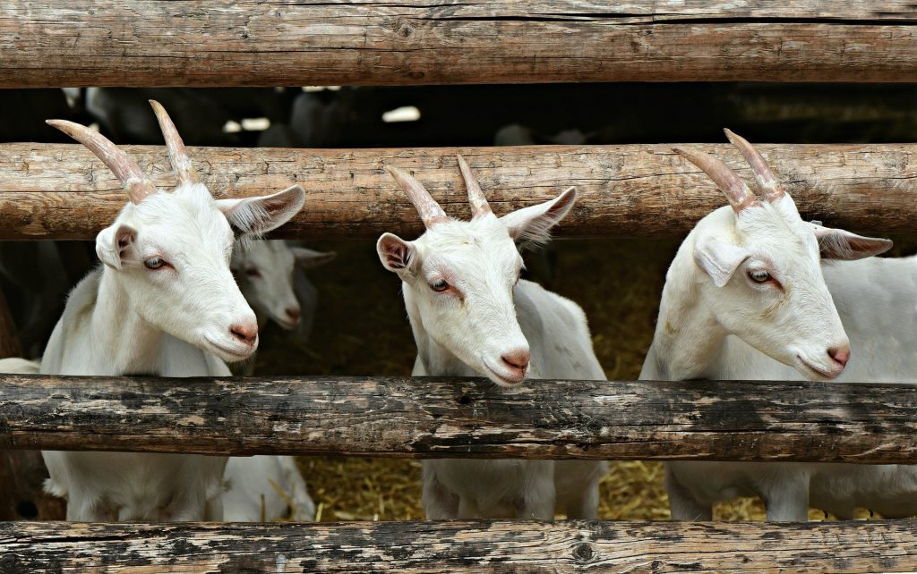 chevre ferme puce