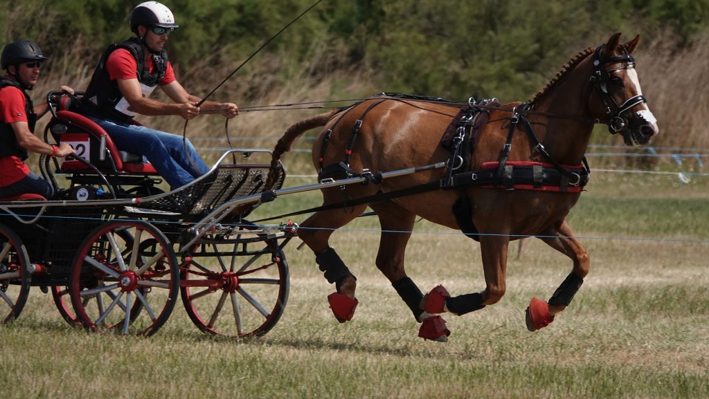 horses-gf9039d1f1_1920