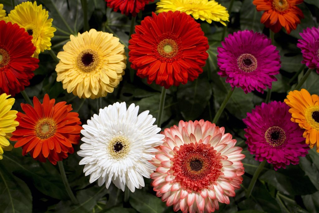 horticulture horticole fleur