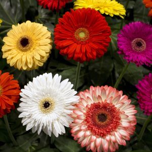 horticulture horticole fleur