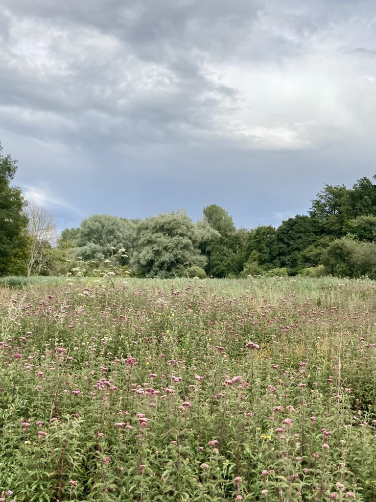 les Marais de Chavannes ABC