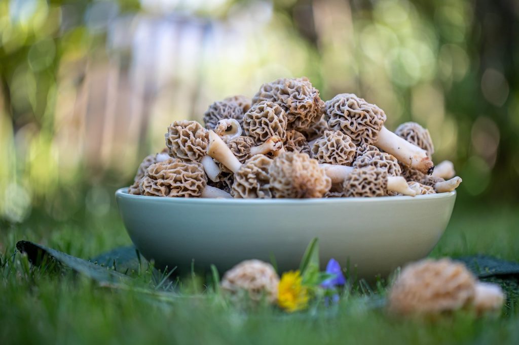 morilles champignons morels-6227065_1280