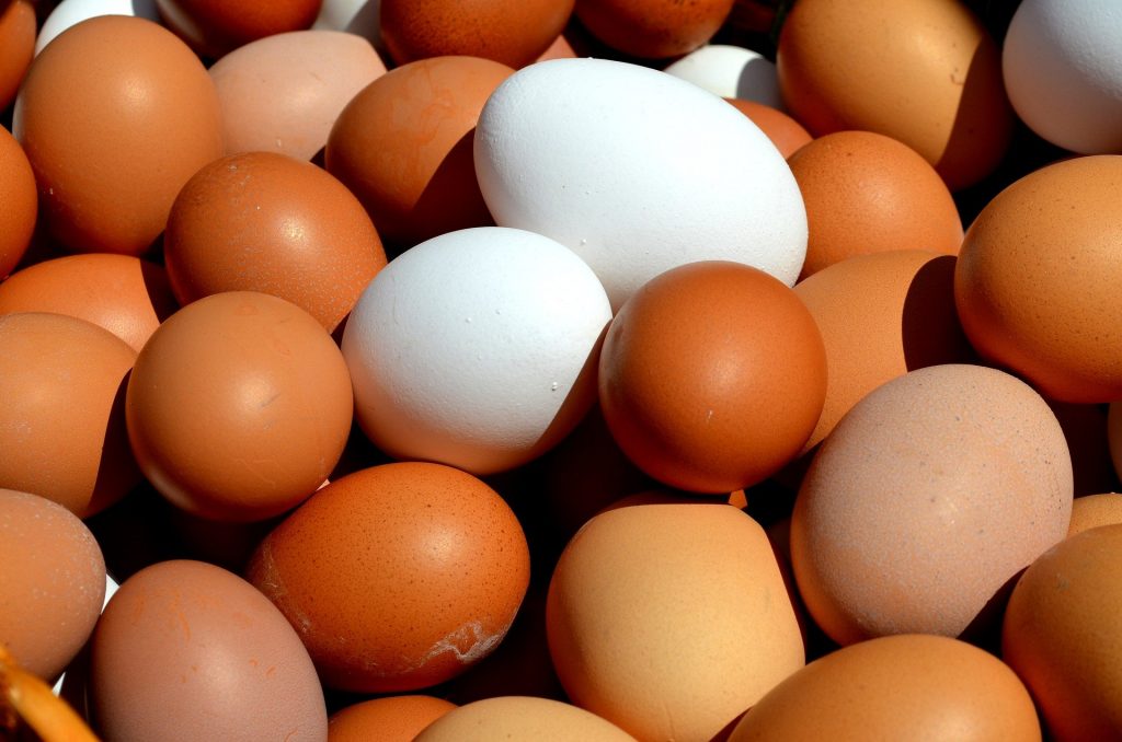oeufs ferme