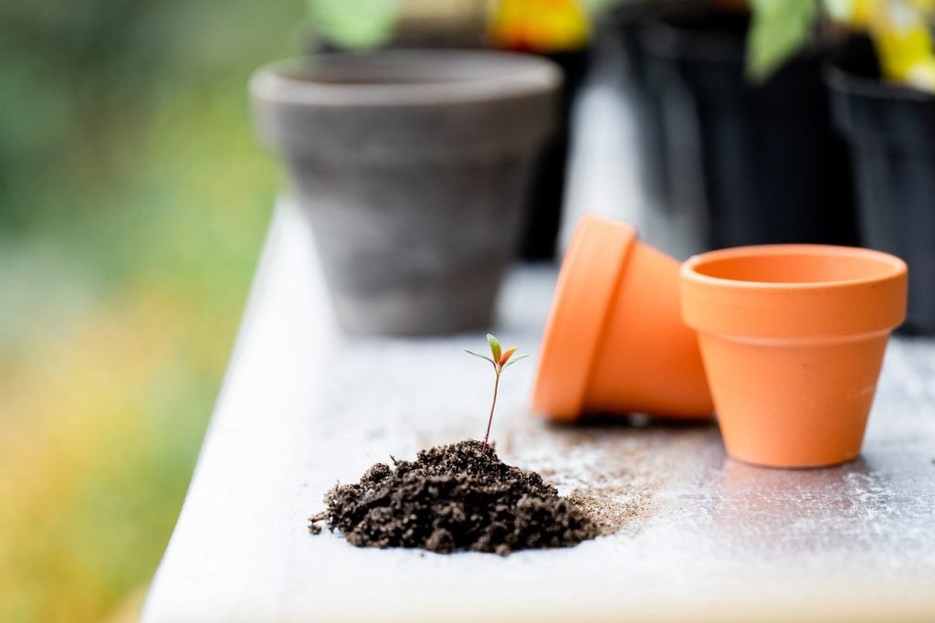 plante – jardinage – plant – jardin – potager – pousse – terre – puce pixabay