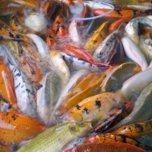 poisson