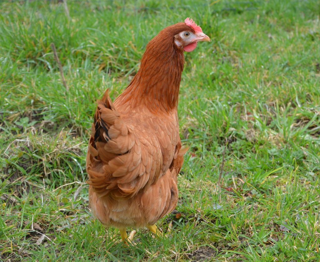 poule – volaille fermiere – ferme – vente