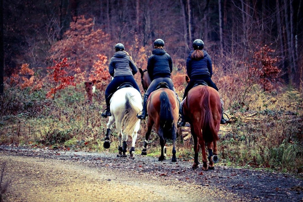 puce balade equestre cheval rando
