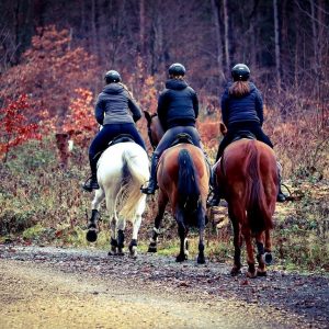 puce balade equestre cheval rando