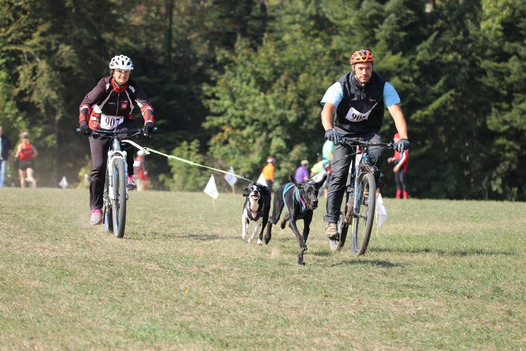 puce canicross cross chien course