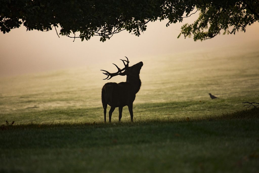 puce cerf foret brame automne animaux