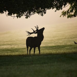 puce cerf foret brame automne animaux