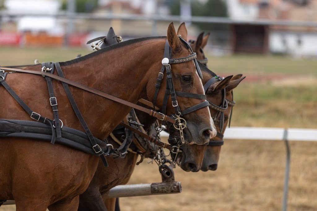 puce cheval attelage pixabay