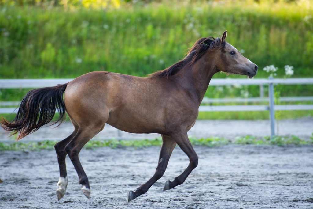 puce cheval poulain