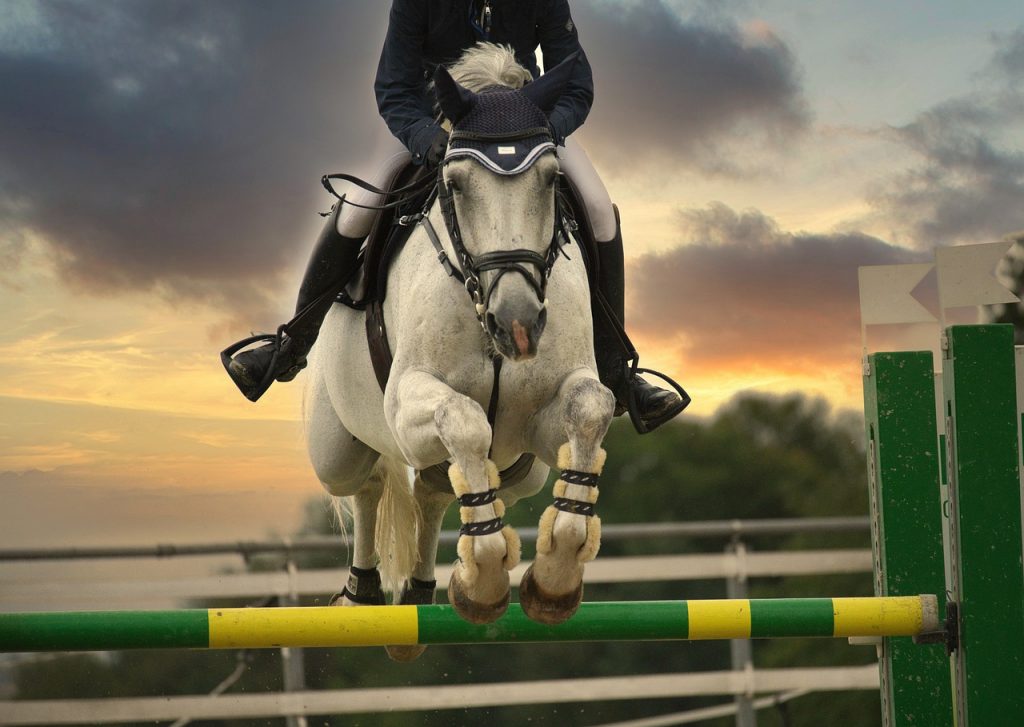 puce cheval saut pixabay1