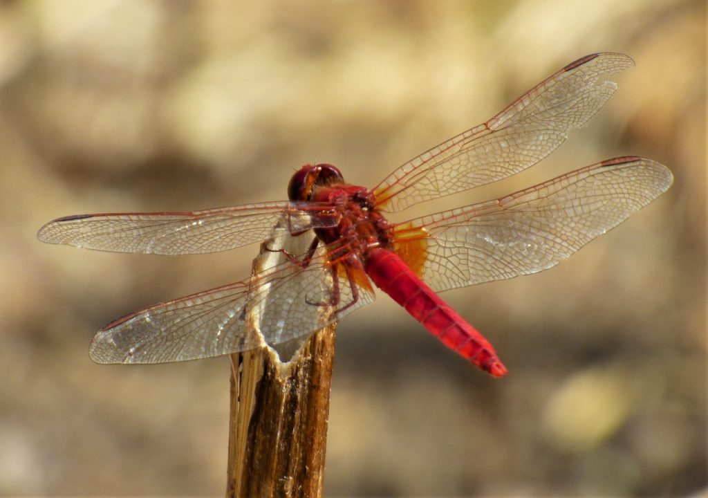 puce insecte libellule faune locale balade nature observation