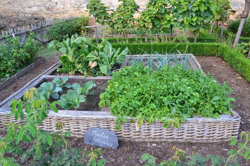 puce jardin médiéval moyen age potager