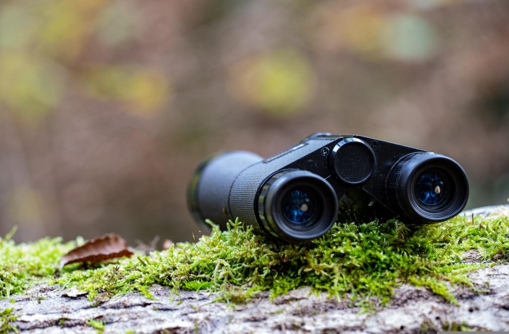 sortie nature faune flore observation foret jumelles puce