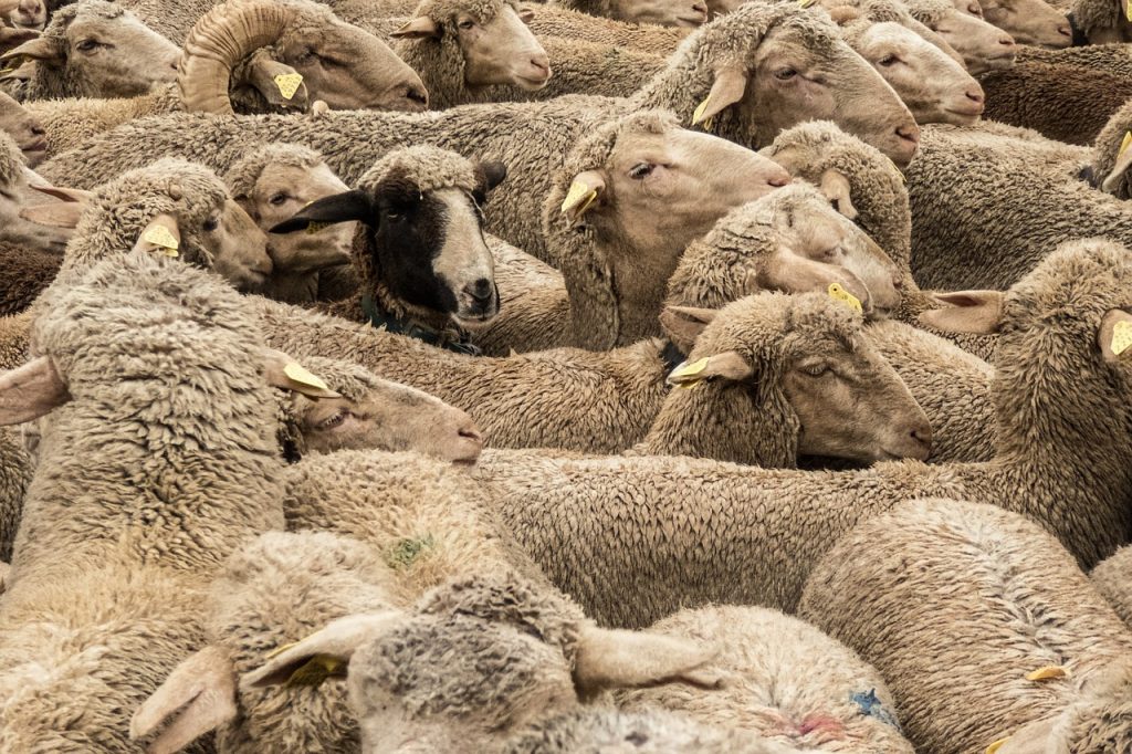 transhumance – mouton – brebis – puce