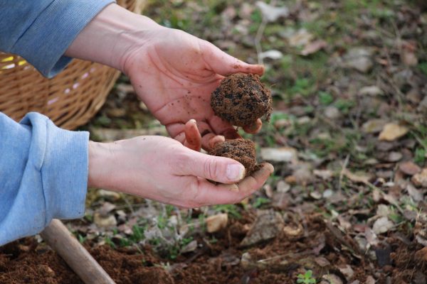 L’or noir du Berry : la truffe